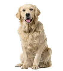 Golden Retriever sitting in front of a white background