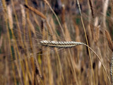 Einkorn