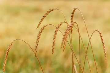 Weizenähren im Getreidefeld