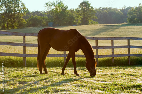 Horse Grazing in Pasture in the Morning – An Arabian horse grazes in his pasture in the morning sunlight Poster