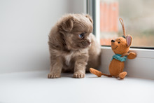 Adorable Chihuahua Puppy Sitting On The Windowsill With Toy.
