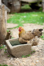 Free Range Farmyard Chicken. A Free Range Farmyard Chicken Relaxing In Its Native Environment On A Rural English Farm.