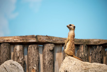 Meerkat In Zoo