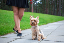 girl walking with dog yorkshire terrier in park