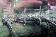 Alligators Lurking Underwater
