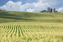 Cornfield And Silos On Sunny Day With Clouds