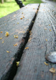 Fototapeta  - Bench in park