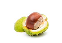 Fruit Chestnut