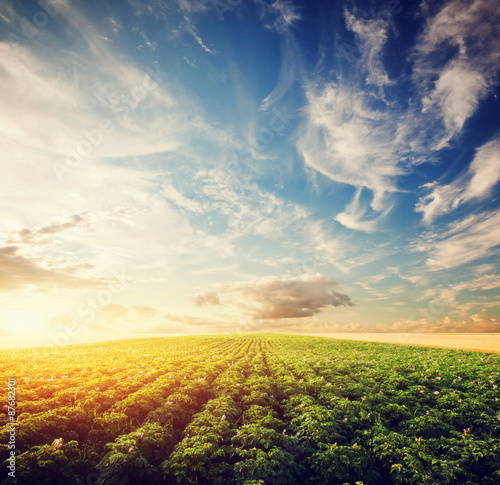 Fotomural Potato crop field at sunset. Agriculture, cultivated area, farm