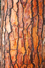 Brown Bark Of Pine Tree