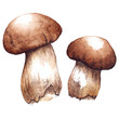 Watercolor two pair white mushrooms porcini vector isolated