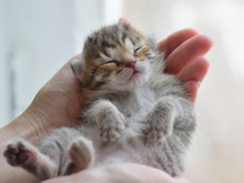 Little Tabby Kitten Sleeps In His Hands