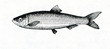 Baltic herring (Clupea harengus membras) 