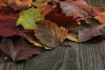 Wall Mural - autumn hawthorn leaves on old table