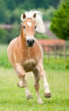 Fototapeta  - Galoppierendes Pferd