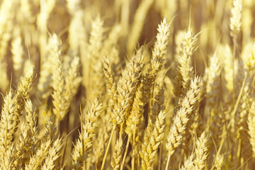 Beautiful yellow ripe ears on the field