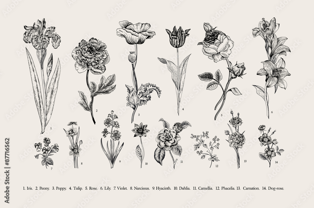 Botany. Set. Vintage flowers. Black and white illustration in the style ...