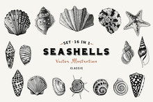 Set Of Vector Vintage Seashells. Nine Black Illustrations Of Shells On A Beige Background.