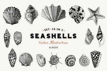 Set of vector vintage seashells. Nine black illustrations of shells on a beige background.