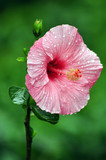 Fototapeta  - Flower of Hibiscus plant (Hibiscus rosa-sinensis).