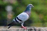 Fototapeta  - Rock Dove (Rock Pigeon) sitting on a fence.