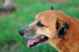 Fototapeta  - Portrait of Indian Pariah Dog
