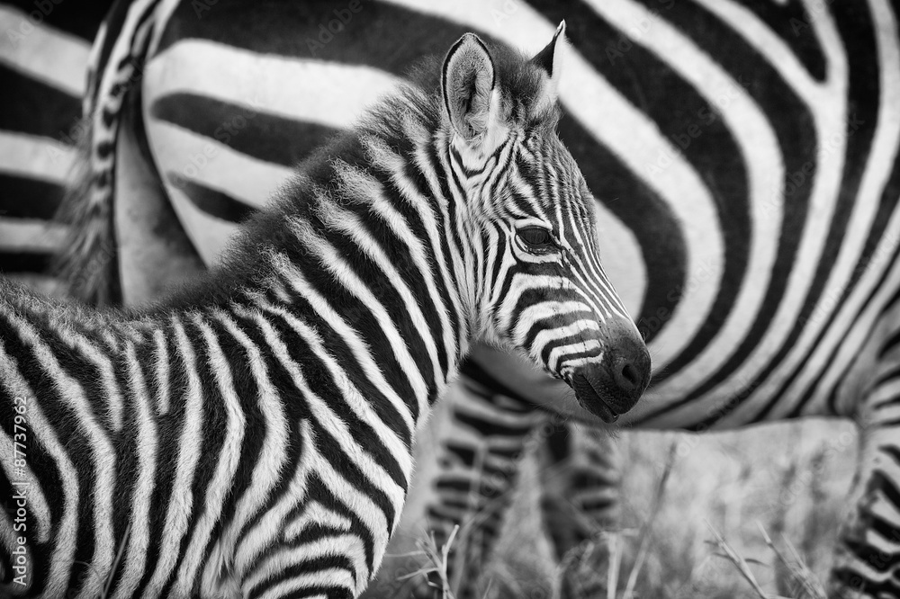 Very young zebra in mono - obrazy, fototapety, plakaty 