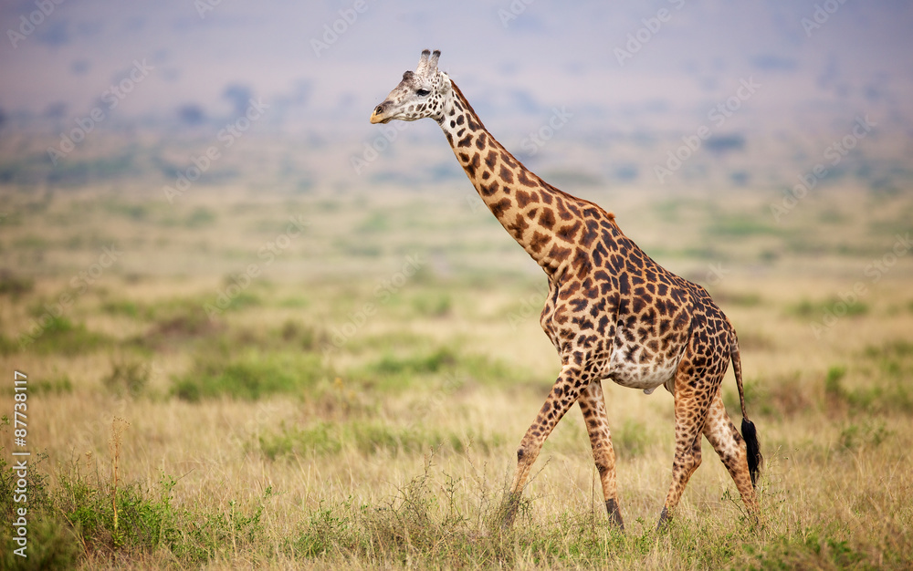 Giraffe walking in Kenya - obrazy, fototapety, plakaty 
