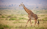 Fototapeta Zwierzęta - Giraffe walking in Kenya