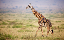 Giraffe Walking In Kenya