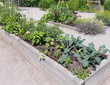 © alisonhancock - Community Garden
