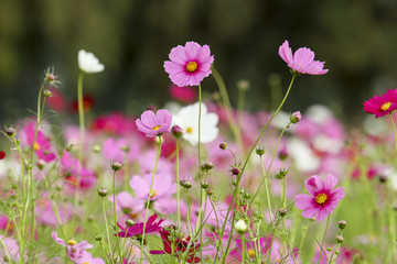 Fototapete - the cosmos flower in the garden for background