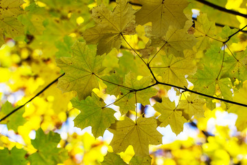 yellow maple leaves