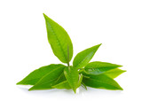 Fresh green tea leaf on white background