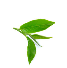 Wall Mural - Fresh green tea leaf on white background