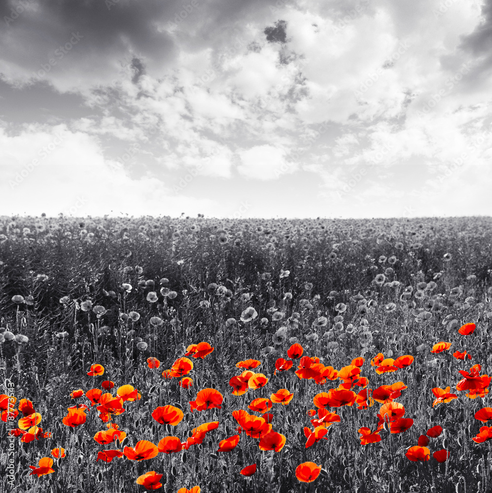 Red poppy flowers for Remembrance Day / Sunday - obrazy, fototapety, plakaty 