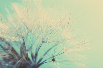  Beautiful dandelion with seeds, macro view