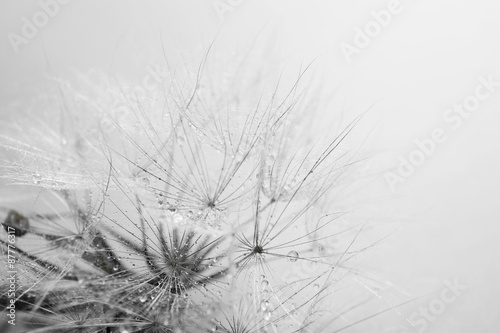 Naklejka dekoracyjna Beautiful dandelion with seeds, macro view