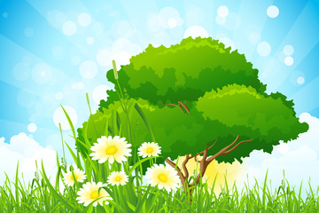 Green Grass with Tree