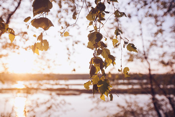 Wall Mural - A set of fresh birch leaves in the sunset with a beautiful blurr