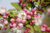 kersenboom in bloei