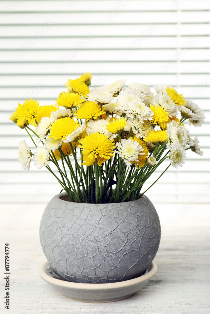 Beautiful chrysanthemum in pot on windowsill