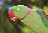 Fototapeta  - Ring Neck Parrot. Alexandrine Parakeet