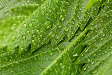 Canvas Print - Beautiful green leaves with water drops close up