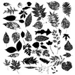 Black silhouettes of foliage-vector
