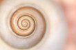 © aga7ta - spiral snail shell macro