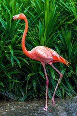 Obraz na płótnie tropikalny ładny fauna piękny ptak