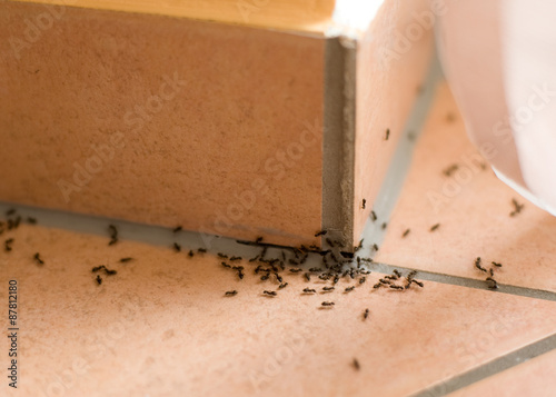 Plakat mrówki Plage