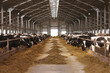 cow farm agriculture