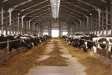 Cow Farm Agriculture